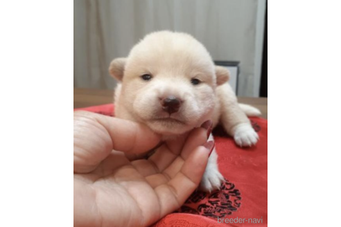 成約済の富山県の柴犬-202064の5枚目